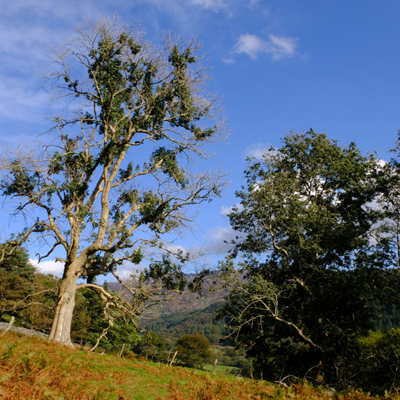 An ash tree in full leaf with ash dieback