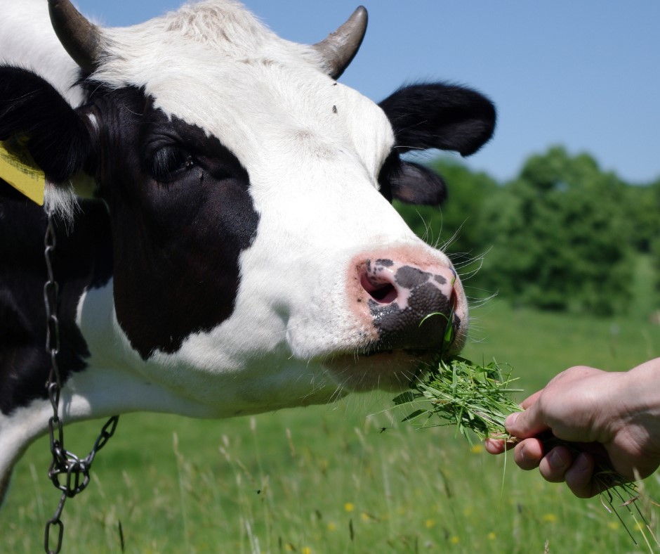 Cow eating grass