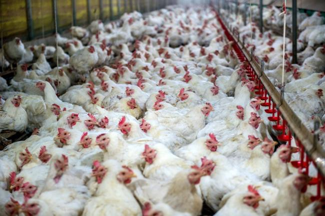 Large group of hens in intensive farming unit