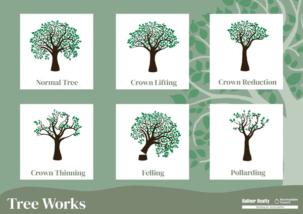 Tyles of tree works - crown lifting, crown reduction, crown thinning, felling and pollarding