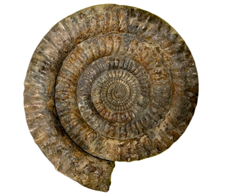 Ammonite