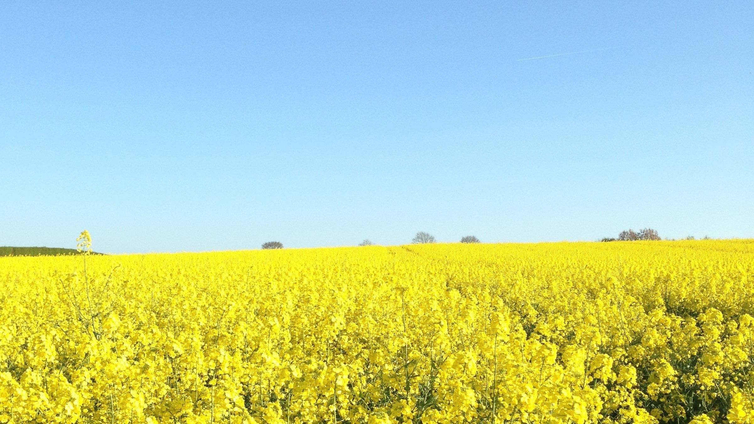 A field of oilseed on a sunny day