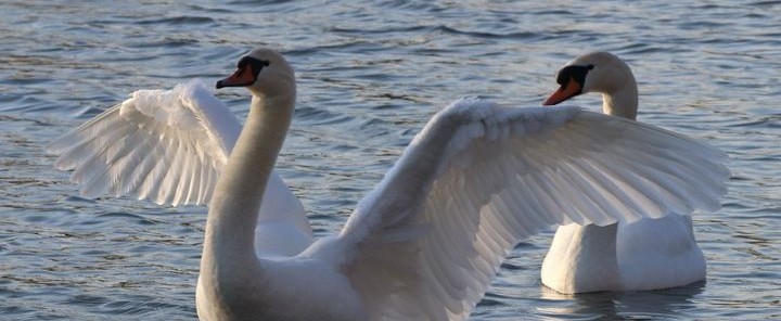 Two swans swimming on water - one with wings spread